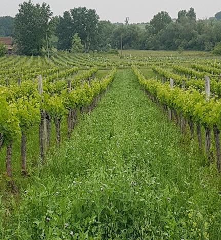 Fichier:Semis d'engrais verts dans les inter-rangs de vigne 4.jpg