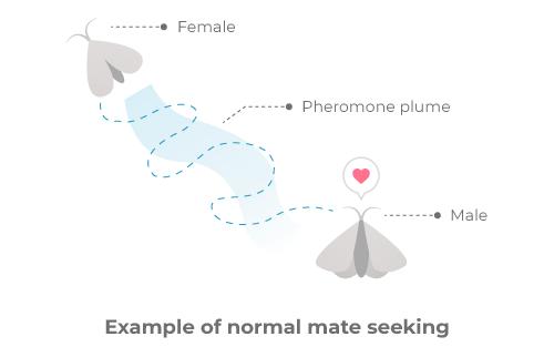 Fichier:Pheromone-and-Mating-Disruption-101---Example-of-normal-mate-seeking.png.jpg