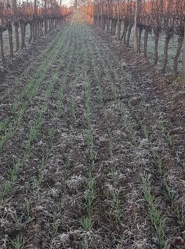 Fichier:Semis d'engrais verts dans les inter-rangs de vigne 8.jpg