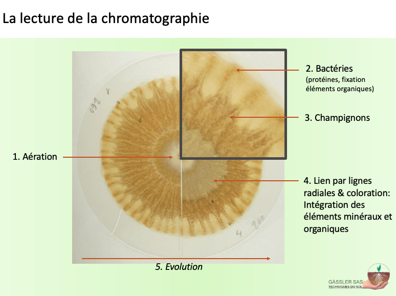 Fichier:Chromatographie Lecture chromato.png