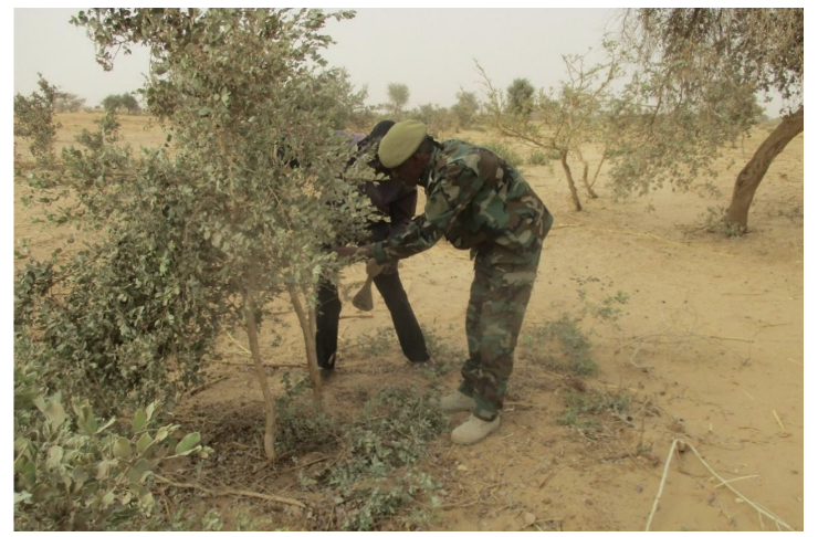 Fichier:Defrichement FarinBaki.png