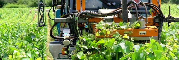 Travail de la vigne.jpg