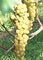 Vidal blanc fr www.xtrawine.com.jpg