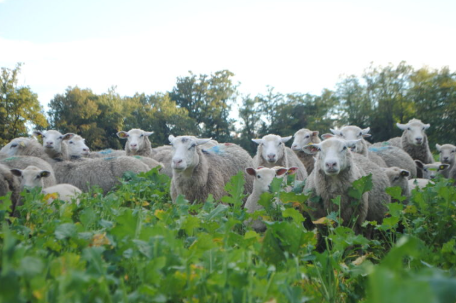 Fichier:Pâturage de brebis.png