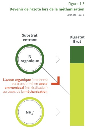 Fichier:Devenir de l'azote lors de la méthanisation.jpg