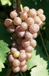 Sauvignon gris grappe.jpg