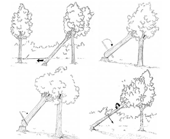 Fichier:Dessin2 MSV.jpg