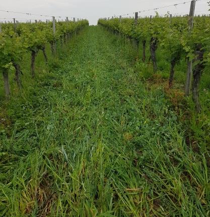 Fichier:Semis d'engrais verts dans les inter-rangs de vigne 11.jpg