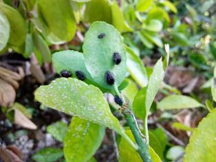 Fichier:Les infrastructures agroécologiques au service de l’agriculteur 19.jpg