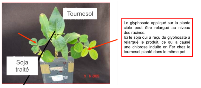 Fichier:Réabsorption du glyphosate.png