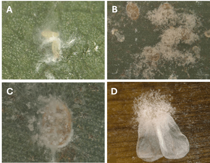 Fichier:Isaria invasion - Fig 2.png