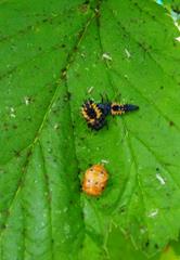 Fichier:Les infrastructures agroécologiques au service de l’agriculteur 17.jpg