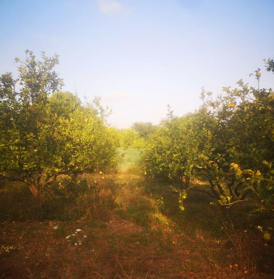 Fichier:Taha Touijri Verger 1.png