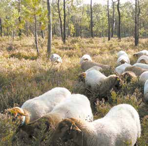 Fichier:Bagages génétiques et apprentissages en pâturage 4.jpg