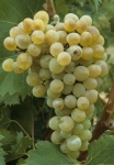 Villard blanc grappe.jpg