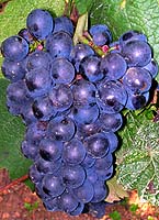 Gamay bouze fr b382.jpg