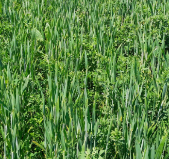 Fichier:Orge de printemps.png