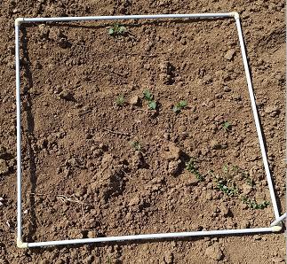 Fichier:Evaluation de l'efficacité de désherbage de la mousse chaude (5).jpg