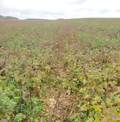 Fichier:Rolet ParcelleB.jpg