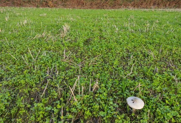 Fichier:Trèfle permanent quelques semaines après la moissons; © Produire des Pommes de terre en ACS , l'expérience réussie des frères Hallegouet(2024-03-24).jpg