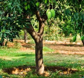 Mangue Irrigation.jpg