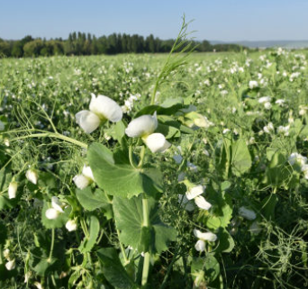 Fichier:Pois fourrager d'hiver.png