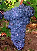 Pineau aunis fr b456.jpg