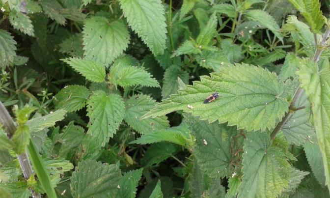 Fichier:Les infrastructures agroécologiques au service de l’agriculteur 10.jpg