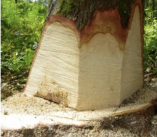 Fichier:Tronc MSV.png