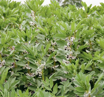 Fichier:Feverole d'hiver.png