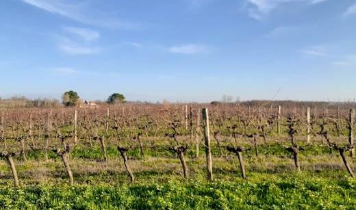 Fichier:Semis d'engrais verts dans les inter-rangs de vigne 1.jpg