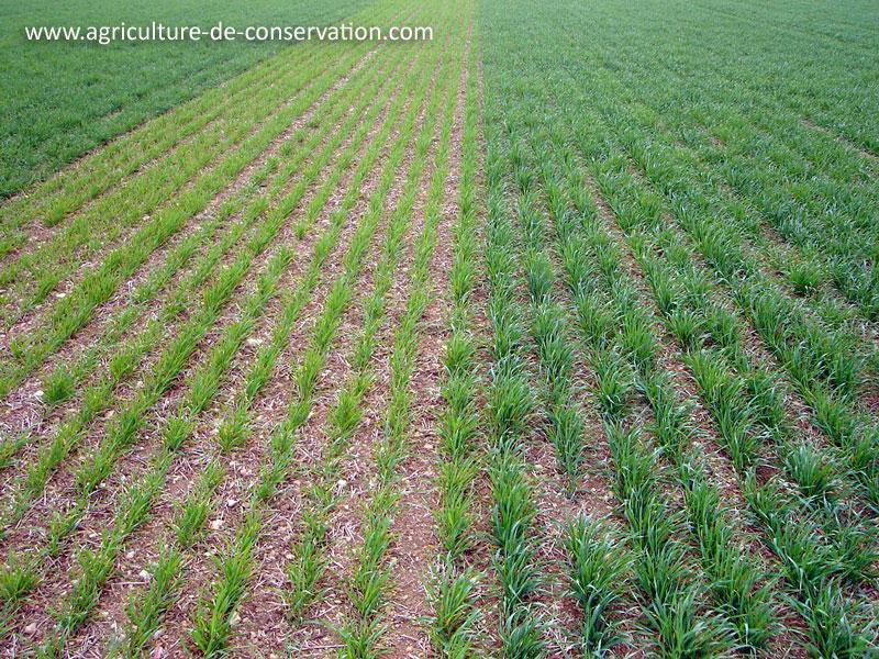 Fichier:Fertilisation localisé.jpg