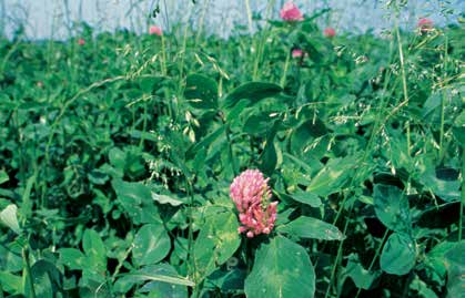 Fichier:Principes de la fertilité des sols 14.jpg