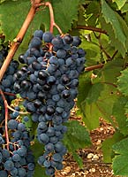 Dolcetto fr d4323.jpg