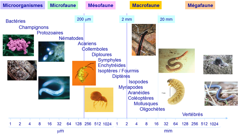 Fichier:Biodiversité des sols.png