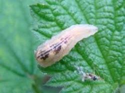 Fichier:Les infrastructures agroécologiques au service de l’agriculteur 4.jpg