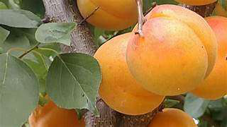 Fichier:Ferme de Edouard Gosselin 7.png