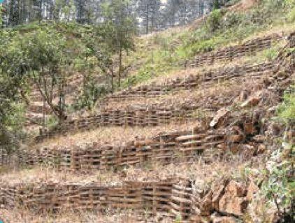 Fichier:Bamboo-fencing-on-a-slope-the-posts-pegs-are-live-bamboo-that-will-sprout-to-provide.jpg