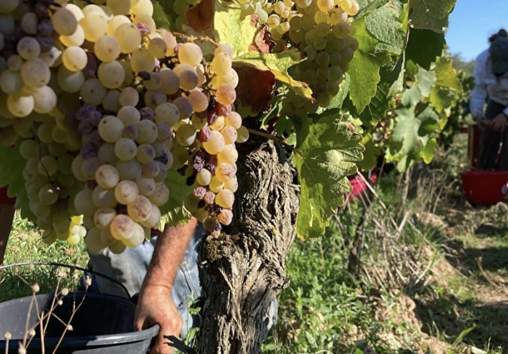 Fichier:CLO TechBio.png