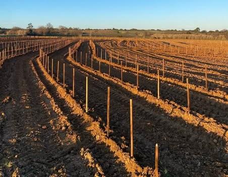 Fichier:Chateau de Rey - Illustration (1).jpg