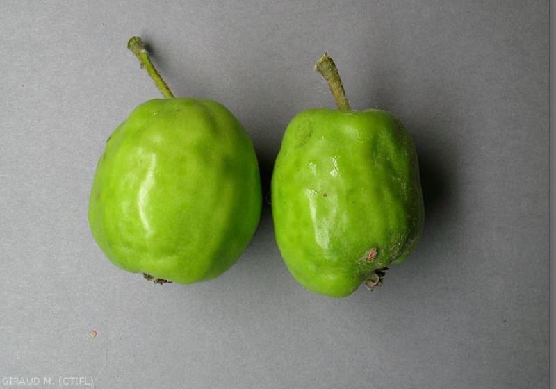 Fichier:Ravageurs Puceron cendré fruits Ephytia-INRAE.jpg