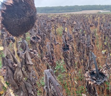 Fichier:Rolet ParcelleA.jpg