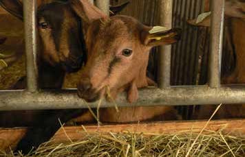 Fichier:Bagages génétiques et apprentissages en pâturage 2.jpg