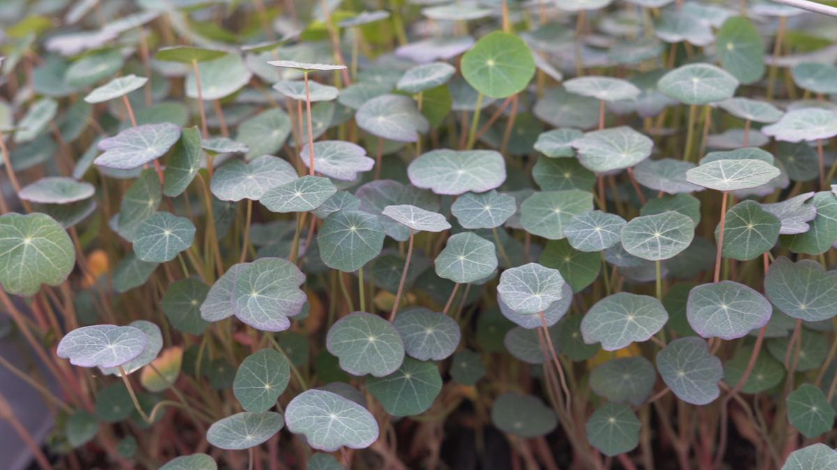 Microgreens©CharlotteJacquet.jpg