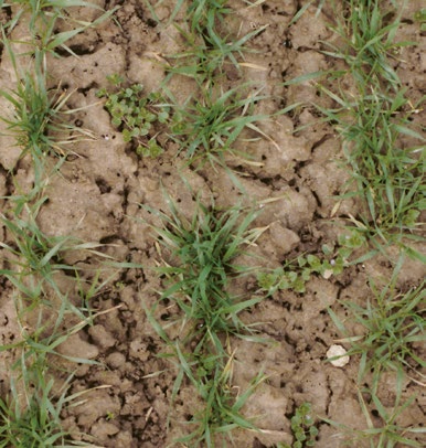 Fichier:Vers de terre, architectes des sols fertiles 16.jpg