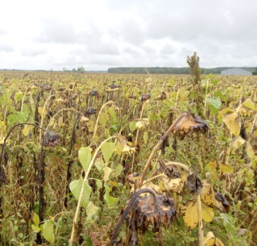 Fichier:Rolet ParcelleC.jpg