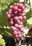 Clairette rose rs grappe .jpg