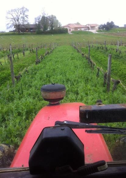 Fichier:Semis d'engrais verts dans les inter-rangs de vigne 6.jpg