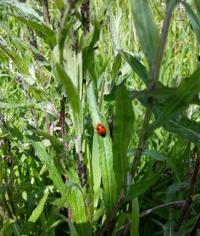 Fichier:Les infrastructures agroécologiques au service de l’agriculteur 18.jpg