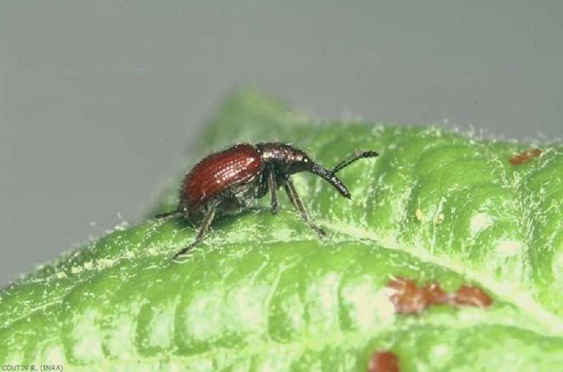 Fichier:Ravageurs Rhynchite rouge adulte Ephytia-INRAE.jpg